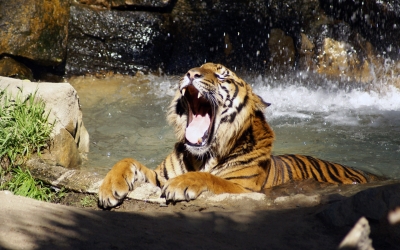 Tiger_005009.jpg