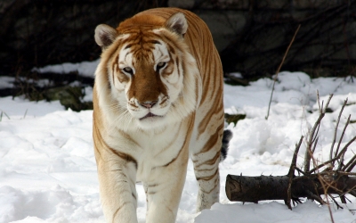 Tiger_005019.jpg